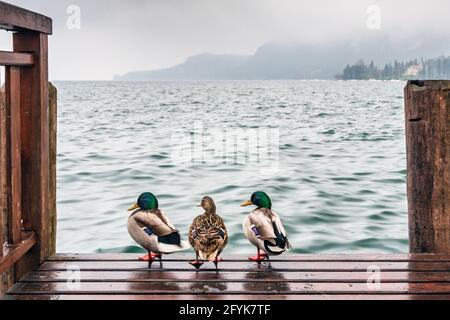 Drei Enten, die an einem nassen Tag am Gardasee die Aussicht genießen. Stockfoto
