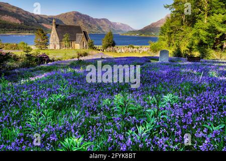 Erstaunliche Bluebells an der St. john's Church in Ballachulish, einem Dorf am Ufer des Loch Leven in Schottland. Stockfoto