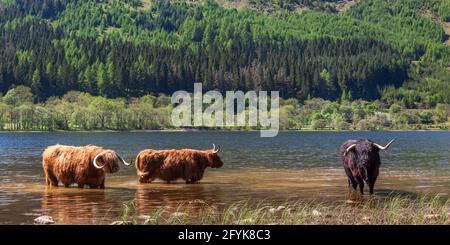 Highland Cows stehen in Loch Lubnaig, um sich bei heißem Wetter im zentralen Hochland Schottlands abzukühlen. Stockfoto