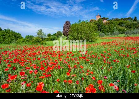 Eine Mohnwiese unter blauem Himmel im Val d'Orcia, Toskana. Stockfoto
