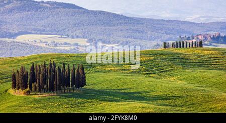 Zypressenwälder auf einem Hügel im Val D'Orcia, Toskana. Stockfoto