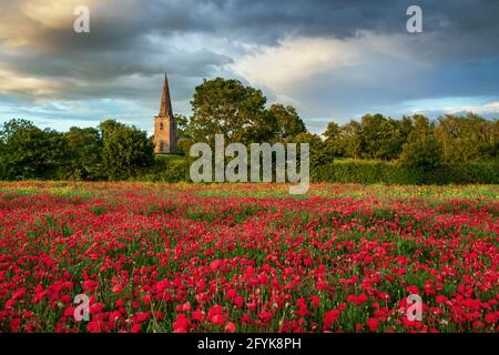 Ein Feld mit leuchtend roten Mohnblumen auf einem Feld in Gilmorton in Leicestershire, mit All Saints Church im Hintergrund. Stockfoto