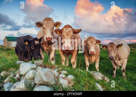 Eine Reihe von fünf neugierigen Kühen, die an einem bunten frühen Morgen auf einem Feld in der Grafschaft Antrim, Nordirland, stehen. Stockfoto