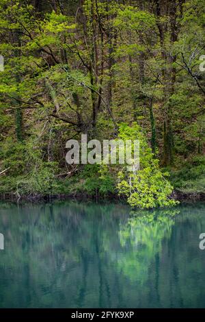 Ruhiges Wasser des Waldsees mit glänzenden Reflexen der frühlingsgrünen Blätter Stockfoto