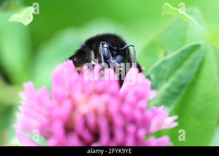 Eine Hummel (Bombus lapidarius) dösiert auf einer rosa Kleeblüte. Am Morgen beginnt er aufzuwachen und sammelt Pollen und Nektar. Nahaufnahme des Makros. Stockfoto