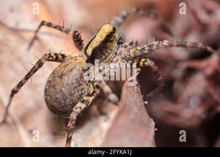 Makro der Wolfsspinne (Pardosa lugubris) von oben Stockfoto