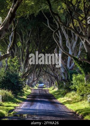 Am frühen Morgen leuchtet der Sumpflicht durch die Dark Hedges, die von Buchen gesäumte Straße aus dem 18. Jahrhundert in der Grafschaft Antrim, Nordirland. Stockfoto