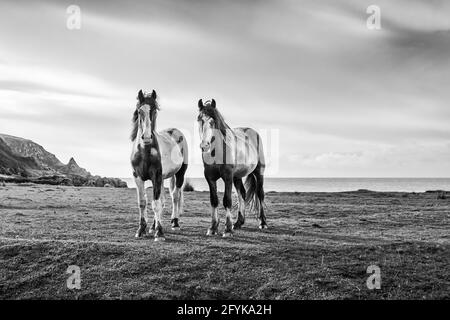 Ein monochromes Bild von zwei Pferden am Meer, aufgenommen an der Küste der Grafschaft Derry in Nordirland. Stockfoto