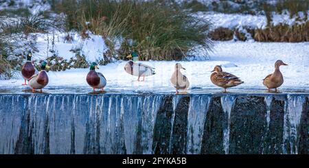 Eine Reihe Stockenten, die an einem kalten Wintertag im Bradgate Park in Leicestershire auf einem Wehr stehen. Stockfoto