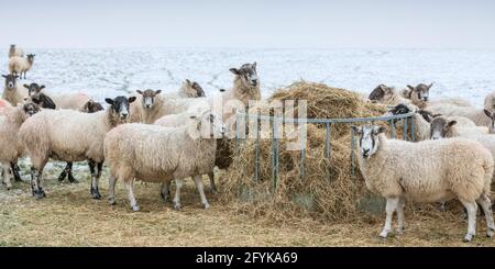 Schafe füttern an einem kalten Wintertag in Leicestershire von einem Heufütterungssystem. Stockfoto