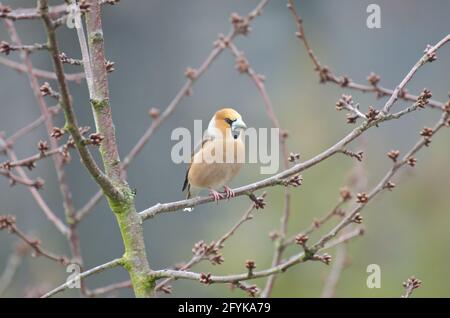 Hagefinch auf einem Kirschbaum im Winter Stockfoto