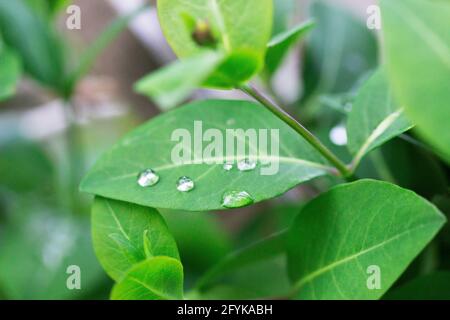 Geißblatt verzweigt sich nach Regen, Wasser tropft auf die Blätter. Stockfoto