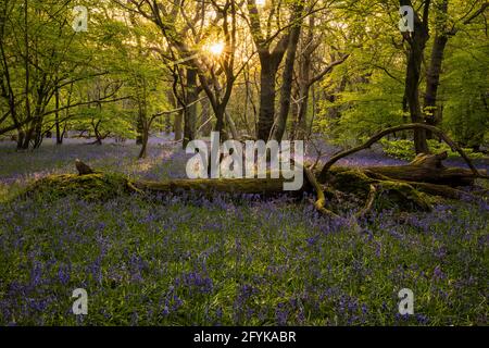 Sonnenuntergang durch die Bäume in bluebell Wald auf dem niedrigen weald Polegate East Sussex Südostengland Stockfoto