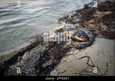 Toter Schwan, umgeben von Algen am sandigen, verschmutzten Ufer der Mündung. Ökologische Katastrophe. Konzepte zum Ocean's Day. Landverschmutzung, Erdverschmutzung Stockfoto