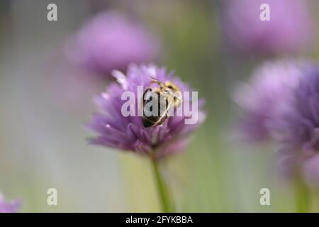 Honigbiene sitzt auf einer Schnittblume Stockfoto
