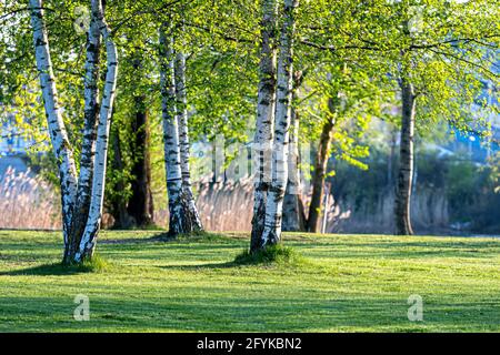 Frühling im Birkenhain, schöner sonniger Tag im Wald, Frühlingslandschaft mit Birken Stockfoto