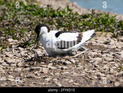 Avocet auf einem Nestplatz bei Slimbridge WWT Gloucestershire UK Stockfoto