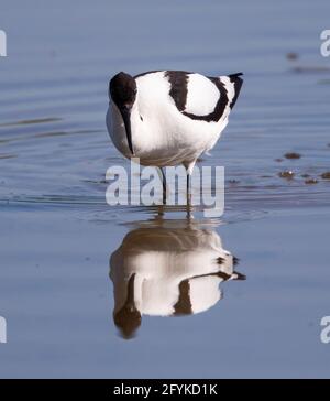 Avocet auf einem Nestplatz bei Slimbridge WWT Gloucestershire UK Stockfoto