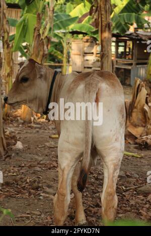 Rückansicht von einem hellbraunen asiatischen Rinderkalb, rückblickend Stockfoto