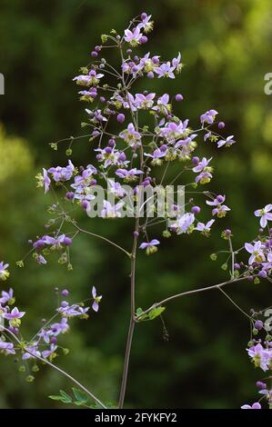 Thalictrum elin, Wiesenrue, Nahaufnahme Stockfoto