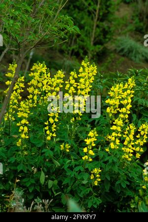 Thermopsis villosa, Bush Pea, Carolina False Lupin, Carolina Lupin, False Lupin, Südliche Lupin Stockfoto