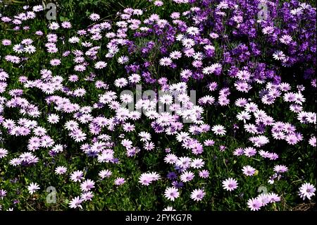 Hellviolette Blüten von argyranthemum, marguerite, marguerite oder Dill-Gänseblümchen Stockfoto