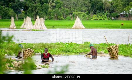 Die Bauern in Bangladesch waschen gerade Jute im Wasser. Jute wird als goldene Faser bezeichnet. Jute wird in Indien und Bangladesch weit verbreitet angebaut. Stockfoto