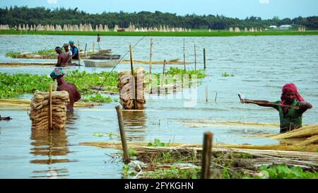 Die Bauern in Bangladesch waschen gerade Jute im Wasser. Jute wird als goldene Faser bezeichnet. Jute wird in Indien und Bangladesch weit verbreitet angebaut. Stockfoto