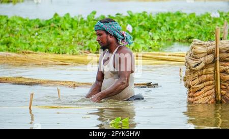 Die Bauern in Bangladesch waschen gerade Jute im Wasser. Jute-Waschszene im ländlichen Bengalen. Jute wird Goldfaser genannt. Jute wird in Indi weit verbreitet kultiviert Stockfoto