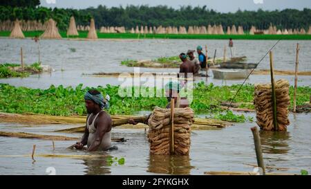 Die Bauern in Bangladesch waschen gerade Jute im Wasser. Jute wird als goldene Faser bezeichnet. Stockfoto