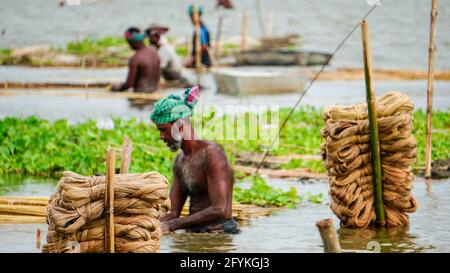 Die Bauern in Bangladesch waschen gerade Jute im Wasser. Jute-Waschszene im ländlichen Bengalen. Jute wird Goldfaser genannt. Jute wird in Indi weit verbreitet kultiviert Stockfoto