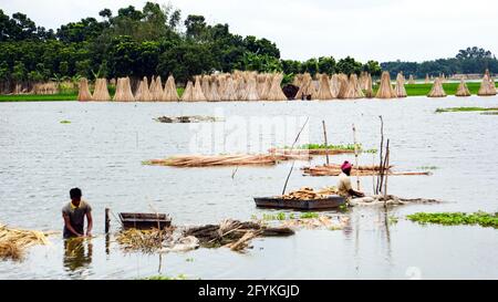 Die Bauern in Bangladesch waschen gerade Jute im Wasser. Jute wird als goldene Faser bezeichnet. Jute wird in Indien und Bangladesch weit verbreitet angebaut. Stockfoto