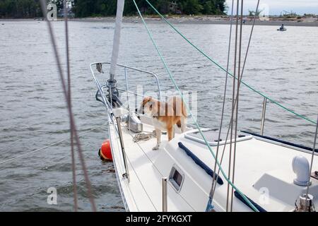 Ein Husky St Bernard Mix Hund steht auf dem Bug (Vorne) eines Segelbootes an einem sonnigen Tag in British Columbia's Sunshine Coast vor Anker Stockfoto