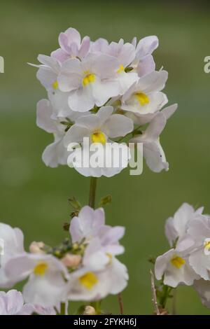 Nahaufnahme der wisley-Vanille-Nemesia-Blüten Stockfoto