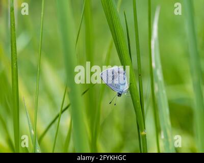 Männlicher kleiner blauer Schmetterling, der in langem Gras ruht Stockfoto