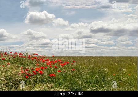 Eine Gruppe von Mohnblumen blüht auf einem grünen Getreidefeld, mit einem Himmel mit Baumwollwolken im Hintergrund, an einem sonnigen Frühlingstag, horizontal Stockfoto