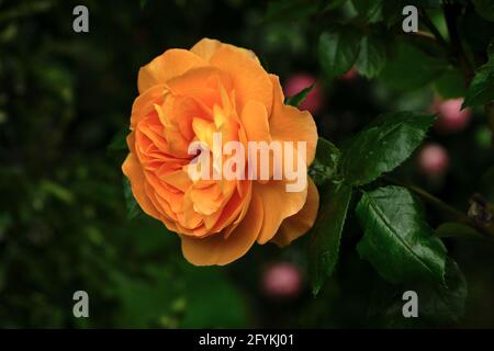 Nahaufnahme einer orangefarbenen Rosenblüte. Stockfoto