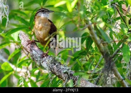 Carolina Wren (thryothorus ludovicianus) an einem Baumzweig in Salatsee Park, Hillsborough County, Tampa, Florida. Stockfoto
