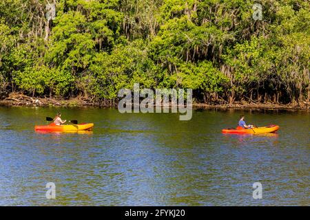 Paar Kajakfahrten auf dem Hillsborough River in der Nähe von Salatce Lake County Park, Tampa, FL. Stockfoto