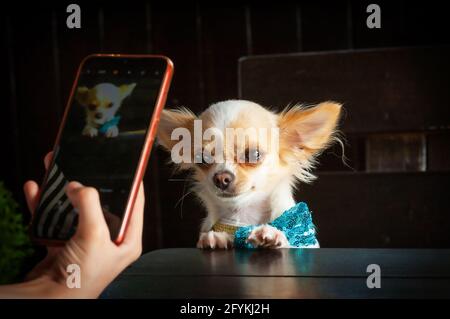 Der Hund wird auf einem Smartphone in einem Café fotografiert. Ein weißer Chihuahua Hund sitzt in einem Bogen an einem Tisch. Stockfoto
