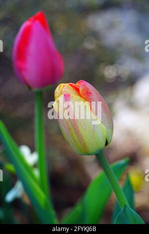 Der zweifarbige Riese Darwin Tulpe blüht im Frühlingsgarten Stockfoto