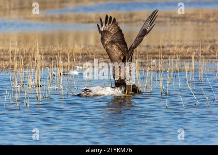 Bussard (Buteo buteo) Fütterung eines gejagten Kranichs, dieser Greifvogel ist in ganz Europa und Teilen Asiens zu finden, bewohnen offene Gebiete, wie zum Beispiel Stockfoto