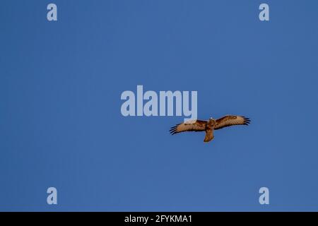 Bussard (Buteo buteo) im Flug mit blauem Himmel Hintergrund. Dieser Greifvogel wird in ganz Europa und Teilen Asiens gefunden, die offen leben Stockfoto