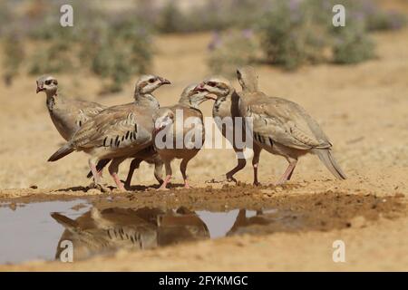 Chukar Partridge oder Chukar (Alectoris chukar) fotografiert in Israel, in der Nähe eines Wasserpools Negev Wüste. Ein paläarktischer Hochland-Gamebird im Fasanenfam Stockfoto