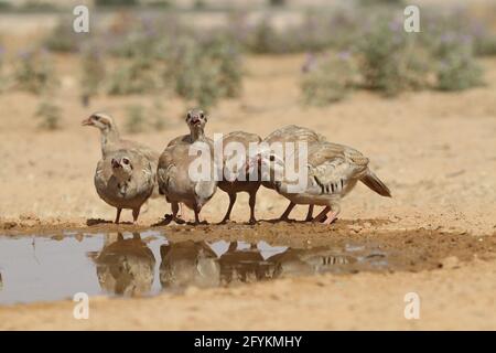 Chukar Partridge oder Chukar (Alectoris chukar) fotografiert in Israel, in der Nähe eines Wasserpools Negev Wüste. Ein paläarktischer Hochland-Gamebird im Fasanenfam Stockfoto