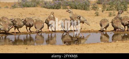 Chukar Partridge oder Chukar (Alectoris chukar) fotografiert in Israel, in der Nähe eines Wasserpools Negev Wüste. Ein paläarktischer Hochland-Gamebird im Fasanenfam Stockfoto