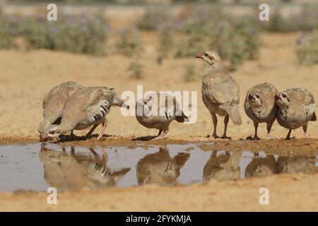 Chukar Partridge oder Chukar (Alectoris chukar) fotografiert in Israel, in der Nähe eines Wasserpools Negev Wüste. Ein paläarktischer Hochland-Gamebird im Fasanenfam Stockfoto