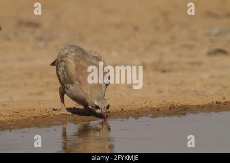 Chukar Partridge oder Chukar (Alectoris chukar) fotografiert in Israel, in der Nähe eines Wasserpools Negev Wüste. Ein paläarktischer Hochland-Gamebird im Fasanenfam Stockfoto