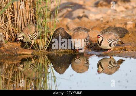 Chukar Partridge oder Chukar (Alectoris chukar) fotografiert in Israel, in der Nähe eines Wasserpools Negev Wüste. Ein paläarktischer Hochland-Gamebird im Fasanenfam Stockfoto