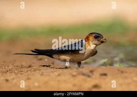 Die Rotkehlschwalbe (Cecropis daurica syn Hirundo daurica) ist ein kleiner Singvögel aus der Schwalbenfamilie. Es brütet in offenen hügeligen Land der Temperatur Stockfoto